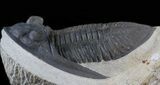 Zlichovaspis Trilobite - Great Eye Facets #36410-3